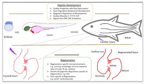 Jdb Free Full Text Advances In Cardiac Development And Regeneration