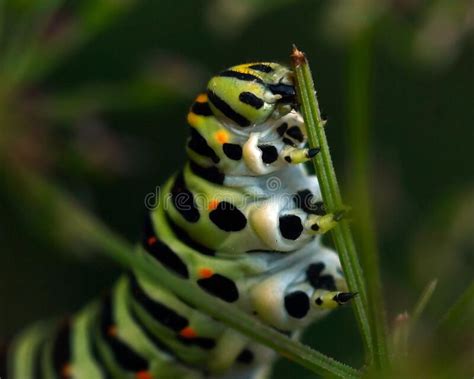 Butterfly Mahaon Papilio Machaon Larva In Close Up Stock Photo Image