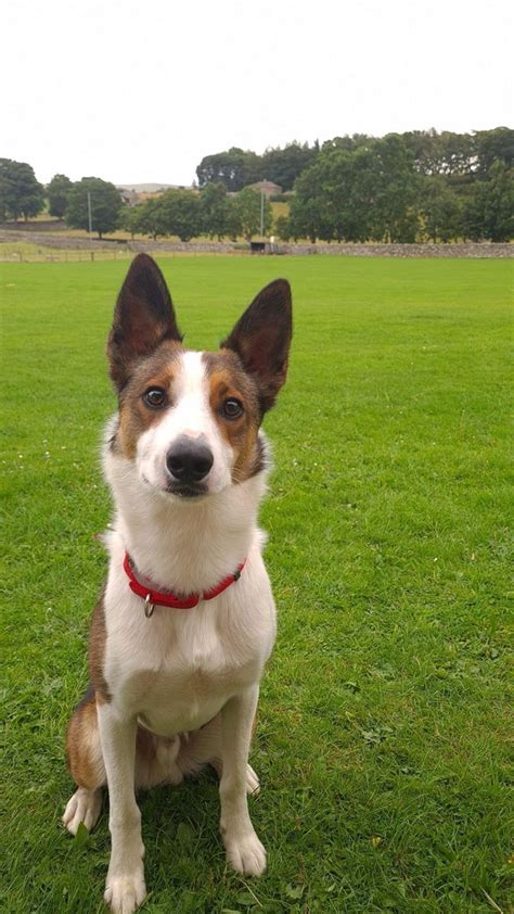 Border Collie X Border Collie X Belgian Malinois Cr Becca Dillon