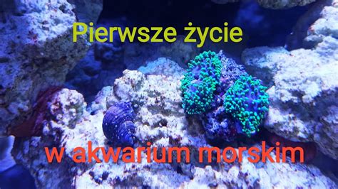 Pierwsze życie w akwarium morskim YouTube