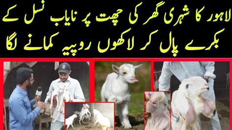 Great Goat Farm In Pakistan Modern Goat Farm At Home Rajanpuri