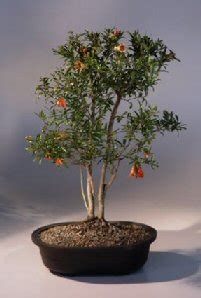 Bonsai Pomegranate Tree