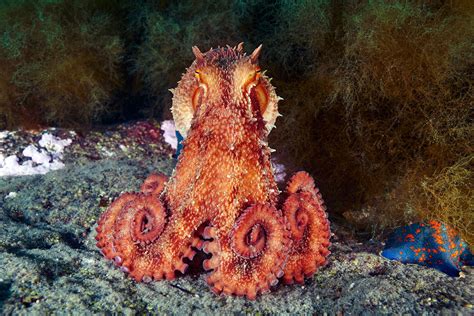 Cephalopoda Alexander Semenov