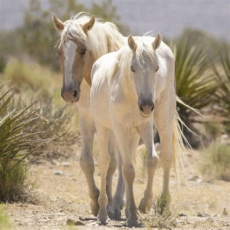 Follow the leader. . . . . . . . . . . . #followtheleader #🐎 #desert #Nevada #wildhorsepc # ...