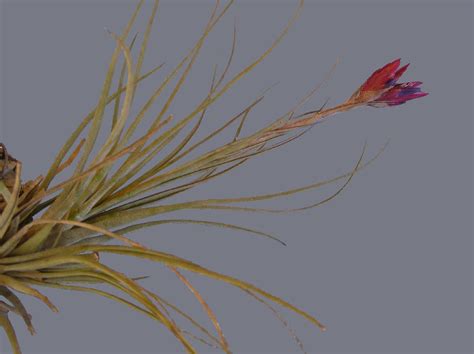 Bromeliads In Australia Tillandsia Floribunda