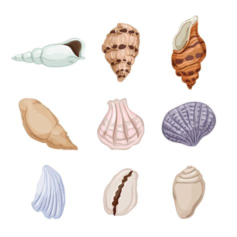 Premium Vector Sea Shell Set Cartoon Vector Illustration