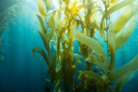 7 Unexpected Ways Seaweed Benefits the Planet - Free The Ocean