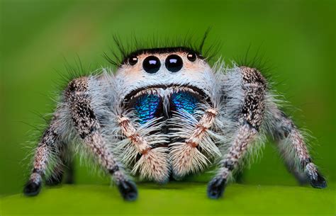 Phidippus Regius Regal Jumper Patrick Zephyr Photography