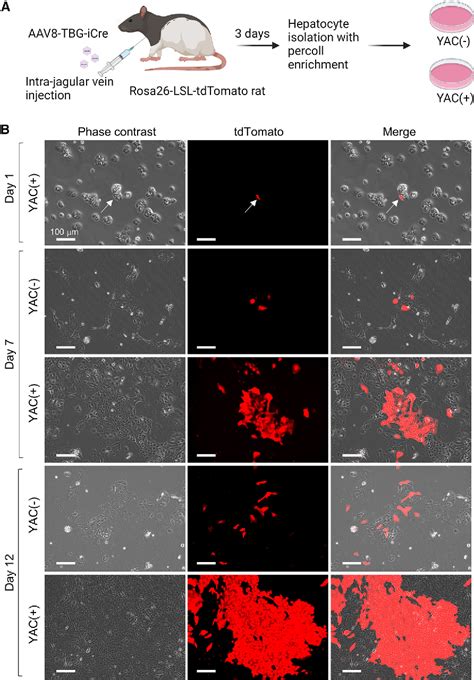 Figure 1 From Evidence For In Vitro Extensive Proliferation Of Adult