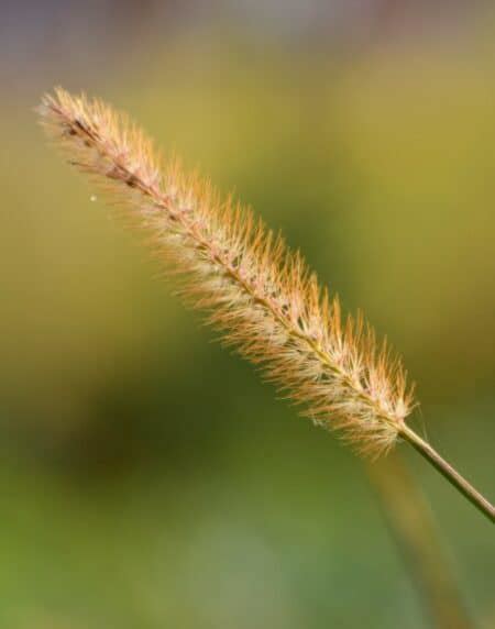 How To Identify Foxtail Grass Easy Way To Garden