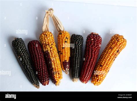 Multi Color Dried Corn Agriculture Product From Guatemala Zea Mays