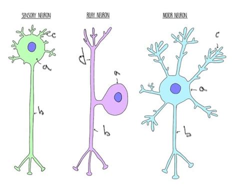 Biology Cells And Control Flashcards Quizlet