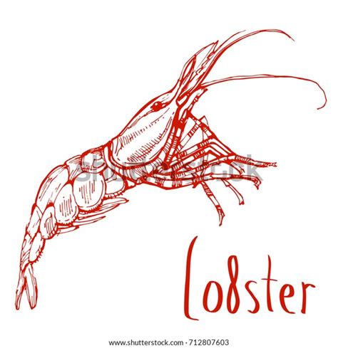 Lobster Line Art Hand Drawn Ink Stock Vector Royalty Free 712807603