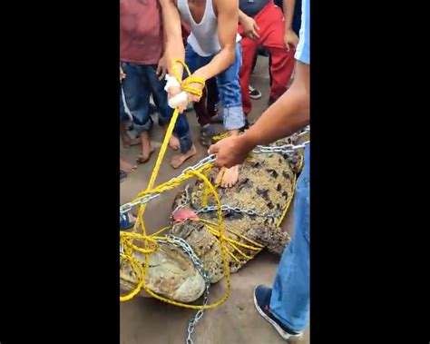 Encadenan A Cocodrilo De 4 Metros En Sinaloa Ya Está En Santuario