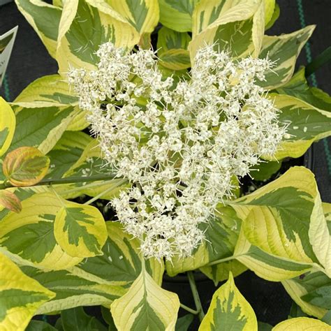 Cornus GOLDEN SHADOWS - Buy Dogwood Shrubs Online