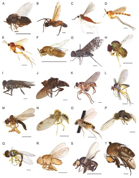 Diptera Families