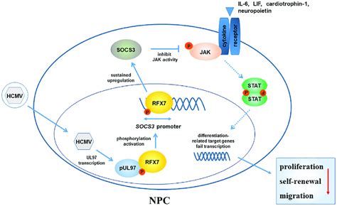 A Working Model For HCMV Induced SOCS3 Upregulation In NPCs