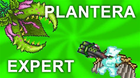 Plantera Expert Mode Guide How To Kill Plantera Youtube