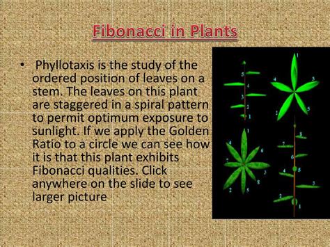 PPT - FIBONACCI NUMBERS PowerPoint Presentation, free download - ID:2056902