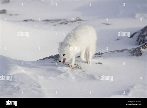 Arctic Fox in the snow Stock Photo - Alamy