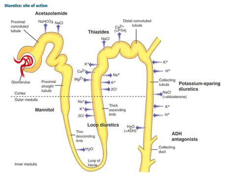 Pharmacology 2 Diuretics Flashcards Quizlet