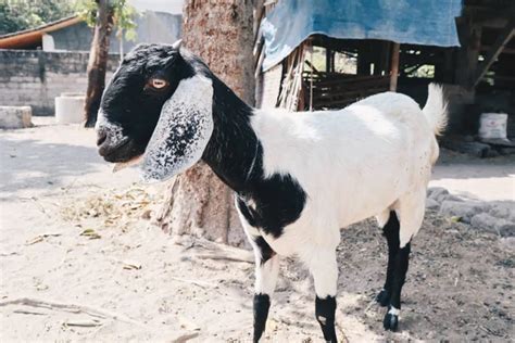 Panduan Lengkap Ternak Kambing Etawa