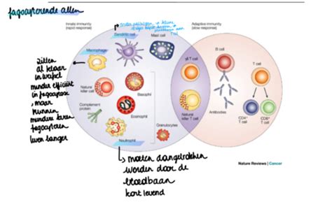 Immunologie Fagocytose Flashcards Quizlet