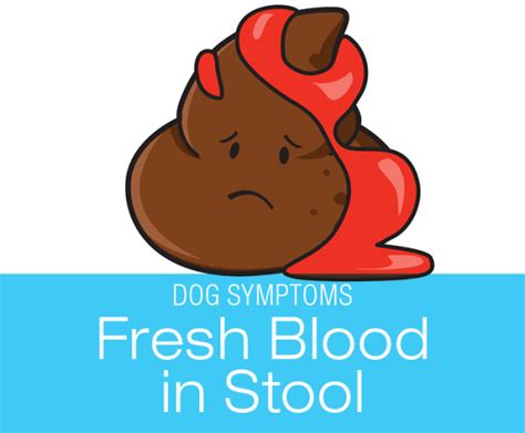 Blood in Dog Stool: Symptoms to Watch for in Your Dog