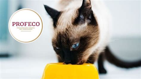 Ranking De Las Mejores Croquetas Para Gato Seg N Profeco Petlife