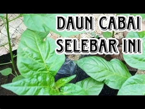 Pupuk Kedua Untuk Tanaman Cabai Dipolibag Youtube