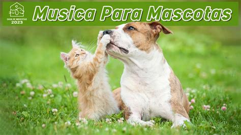 Musicoterapia Para Gatos Y Perros Inquietos O Nerviosos M Sica