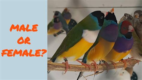 Gouldian Finch Sex Difference Razlika U Polovima Kod Guld Amadina Youtube