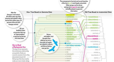 The Bird Family Tree Gets a Makeover Classifying... - Science Junkie