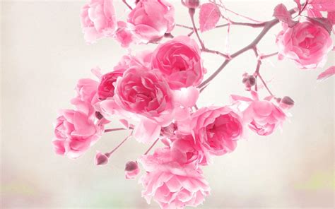 Flower Wallpapers - Wallpaper Cave