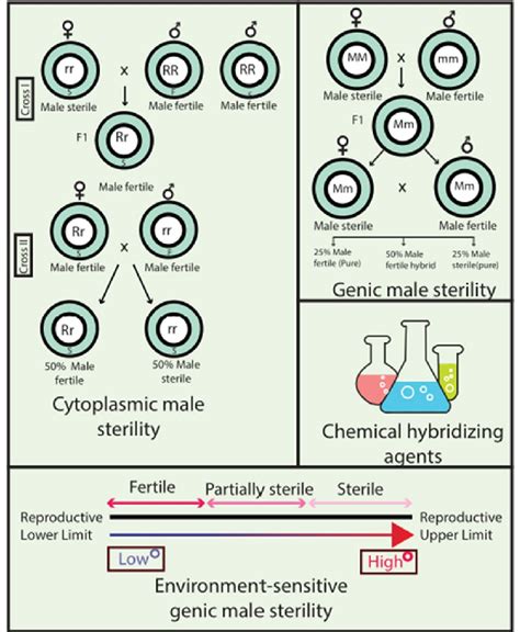 Infographic Presentation Of Sterility Systems Utilized In Wheat Hybrid