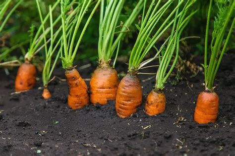 Why Carrot Microgreens are the Next Big Thing in Nutrition