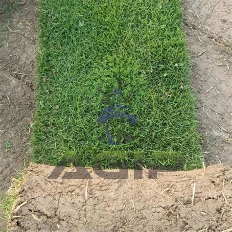 Natural Green Rectangular Mexican Lawn Grass For Garden 5 Feet At Rs