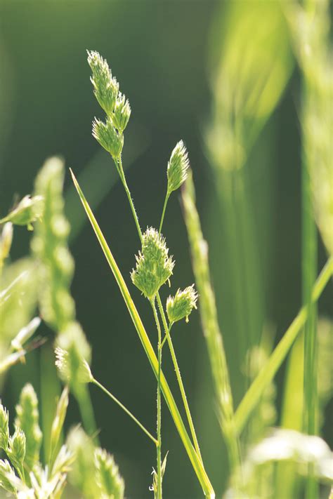 Ratgeber „Pollen und Allergie“ | Genusszeit