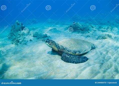 Sea Turtle Underwater Scene. Underwater Sea Turtle Stock Photo ...