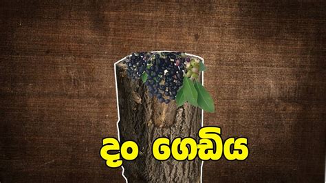 ද ගඩය Sinhala dubbed cartoon Sinhala cartoon SL Animation