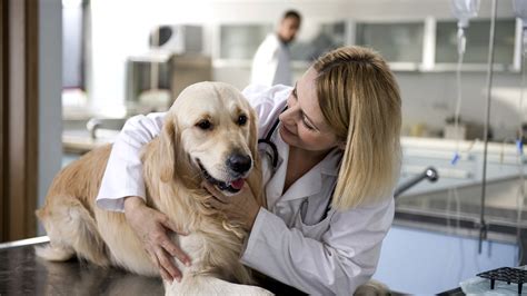 Contact Johannesburg Specialist Veterinary Clinic