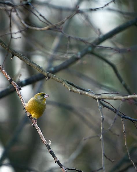 Greenfinch Bird Wildlife Free Photo On Pixabay Pixabay