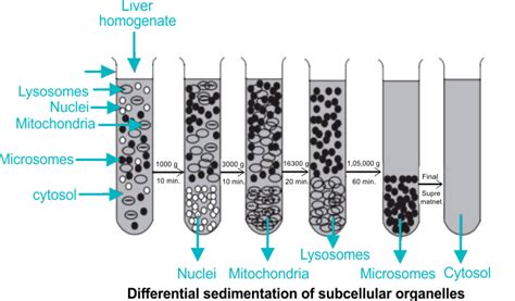 Centrifugation: Definition, it's Principle, Types and Applications