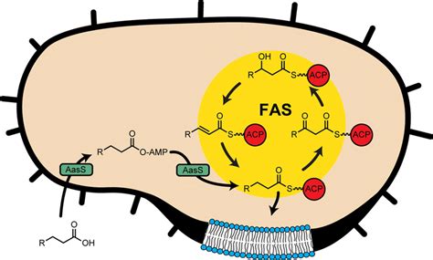 Fatty Acid Production And Recycling In Bacteria The Fatty Acid Download Scientific Diagram