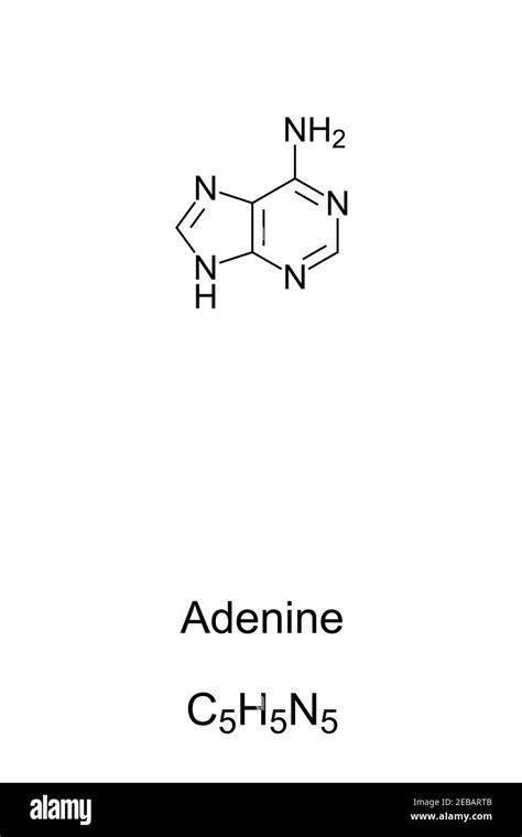 Adenine Purine Nucleobase Molecule Black And White Stock Photos