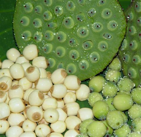 Fresh Lotus Seeds Healthyliving From Nature Buy Online