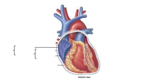 Pericardium Diagram | Quizlet