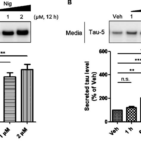 Various Isoforms Of Tau Are Secreted By Autophagy Western Blot