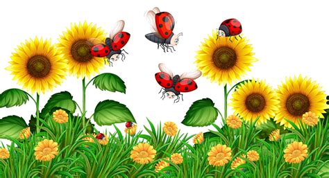 Ladybugs Flying In Sunflower Garden Vector Art At Vecteezy