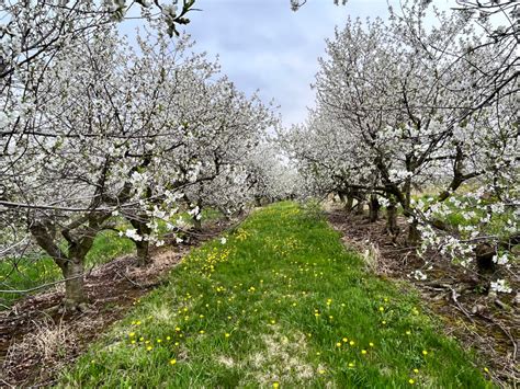 Montmorency Cherry Tree — Roots To Fruits Nursery